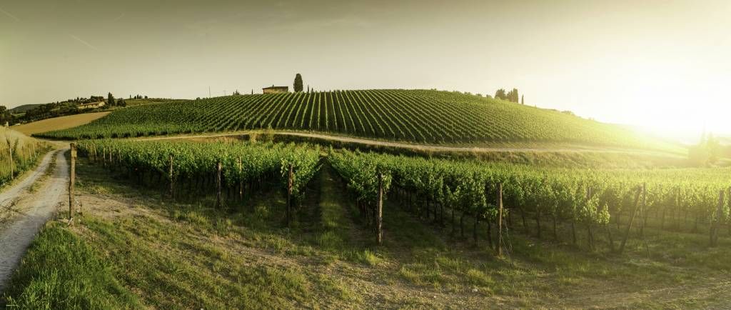 Tuscan vineyard