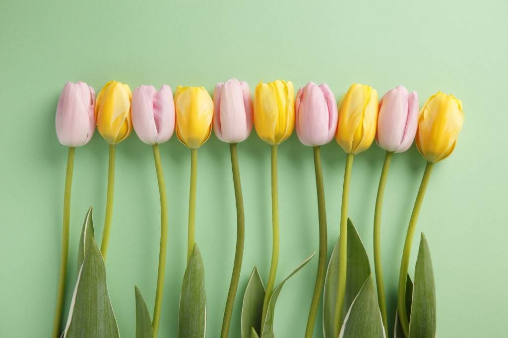 Tulips on mint green background