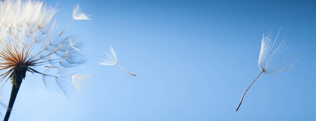 Flying dandelion fluff