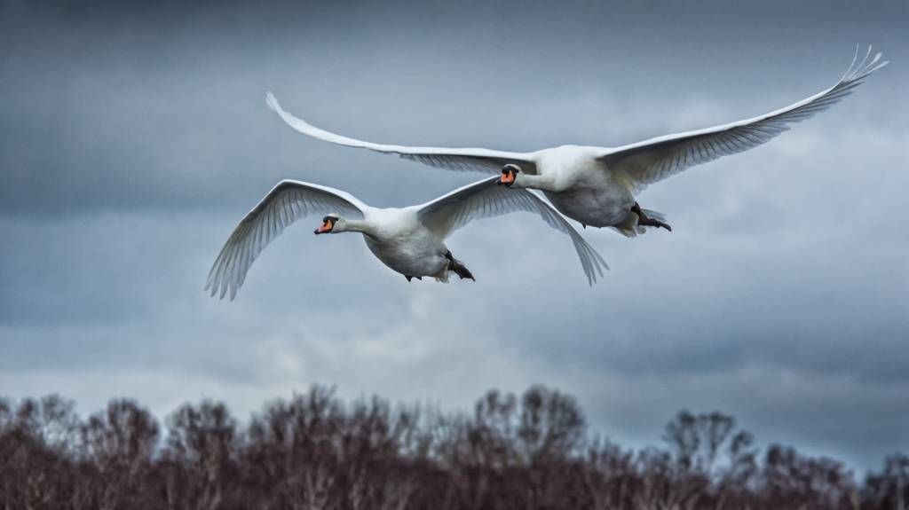 Flying swans