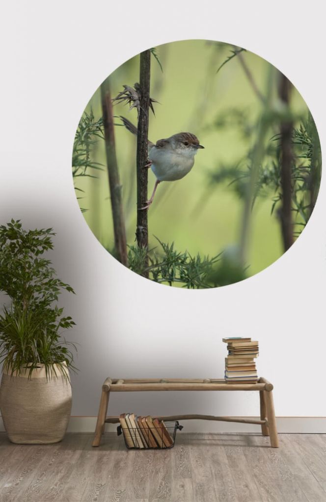 Wallpaper circle bird on a branch