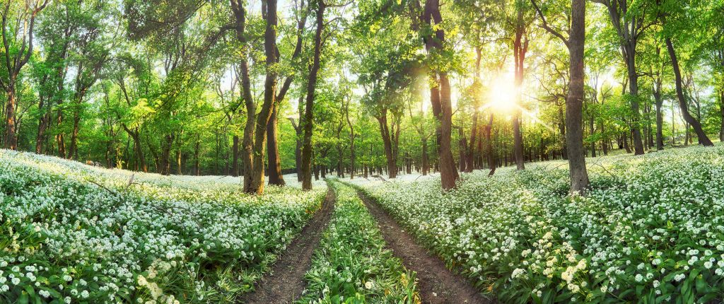 Forest panorama