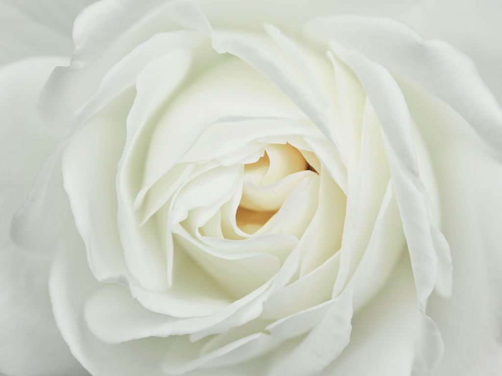 White rose 