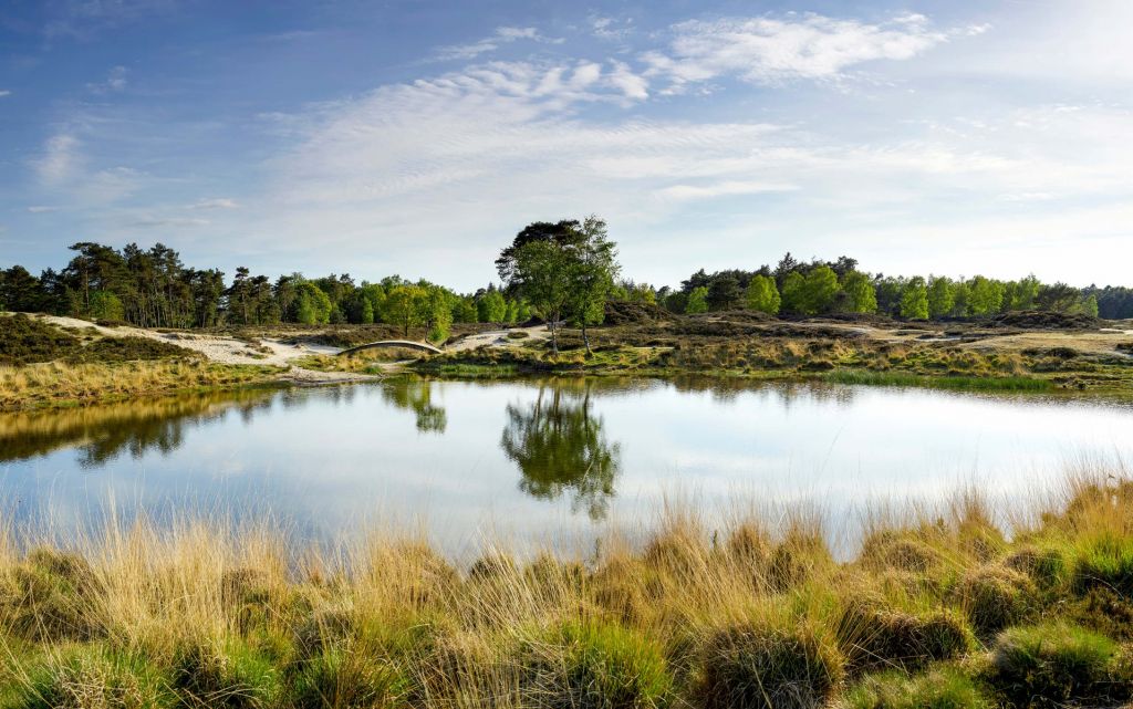A small forest lake in the heathland area 