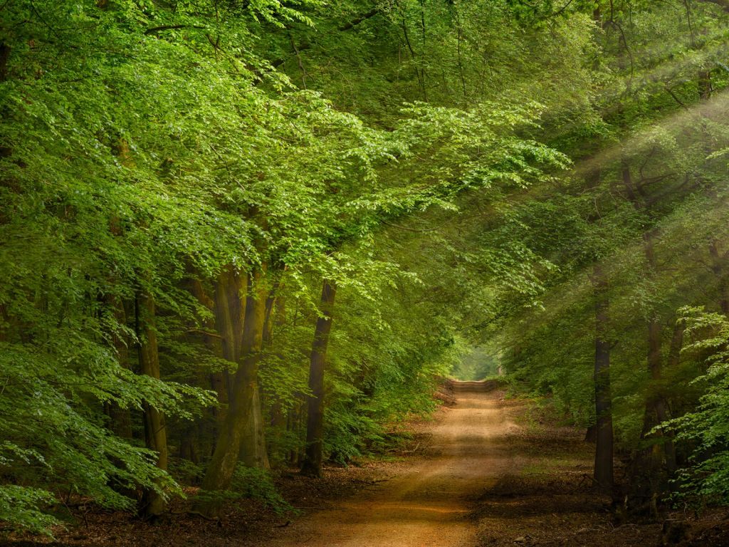 Toad in forest with sunbeams