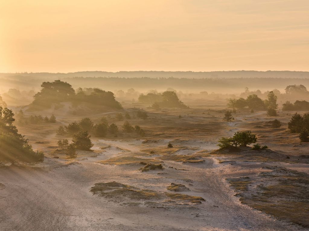 Kootwijker sand