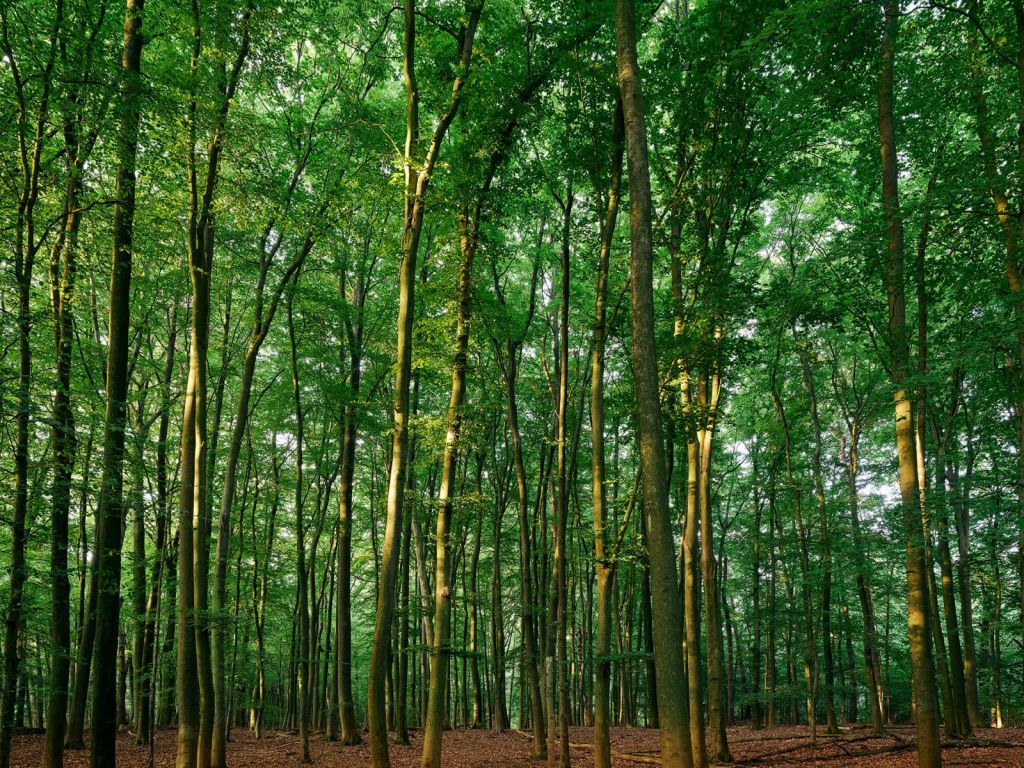 Green forest 