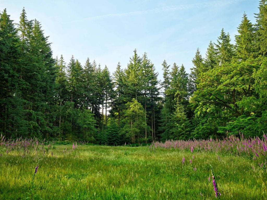 Open space in the forest 