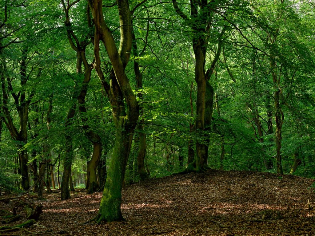 Trees with green leaves