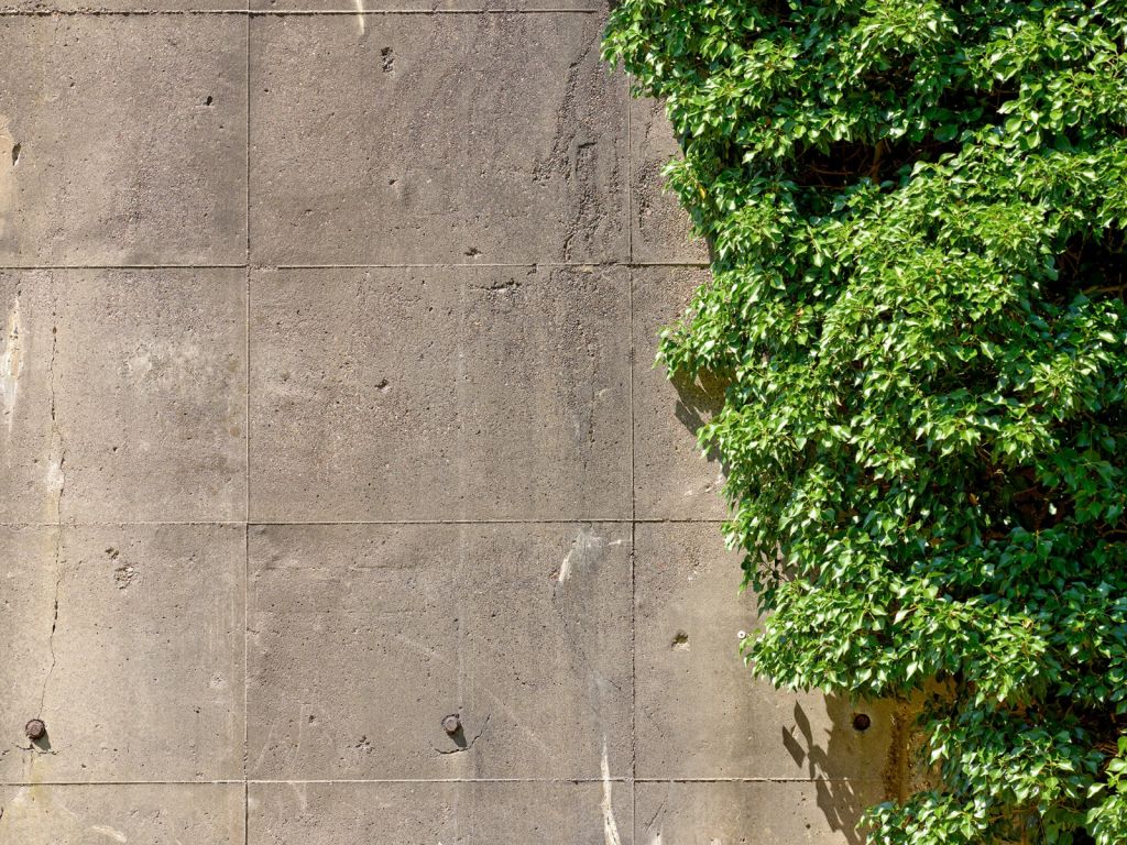 Concrete with bush