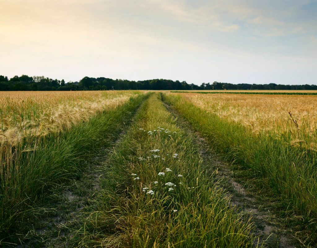 Track in Wheatfield