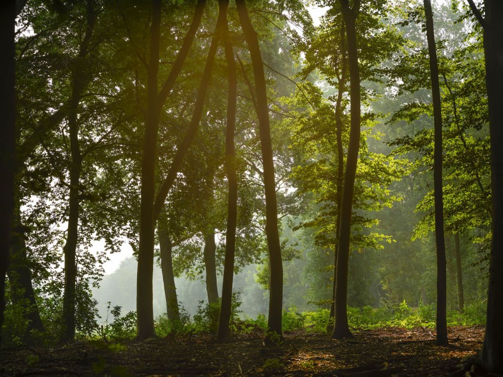 Forest in the morning sun