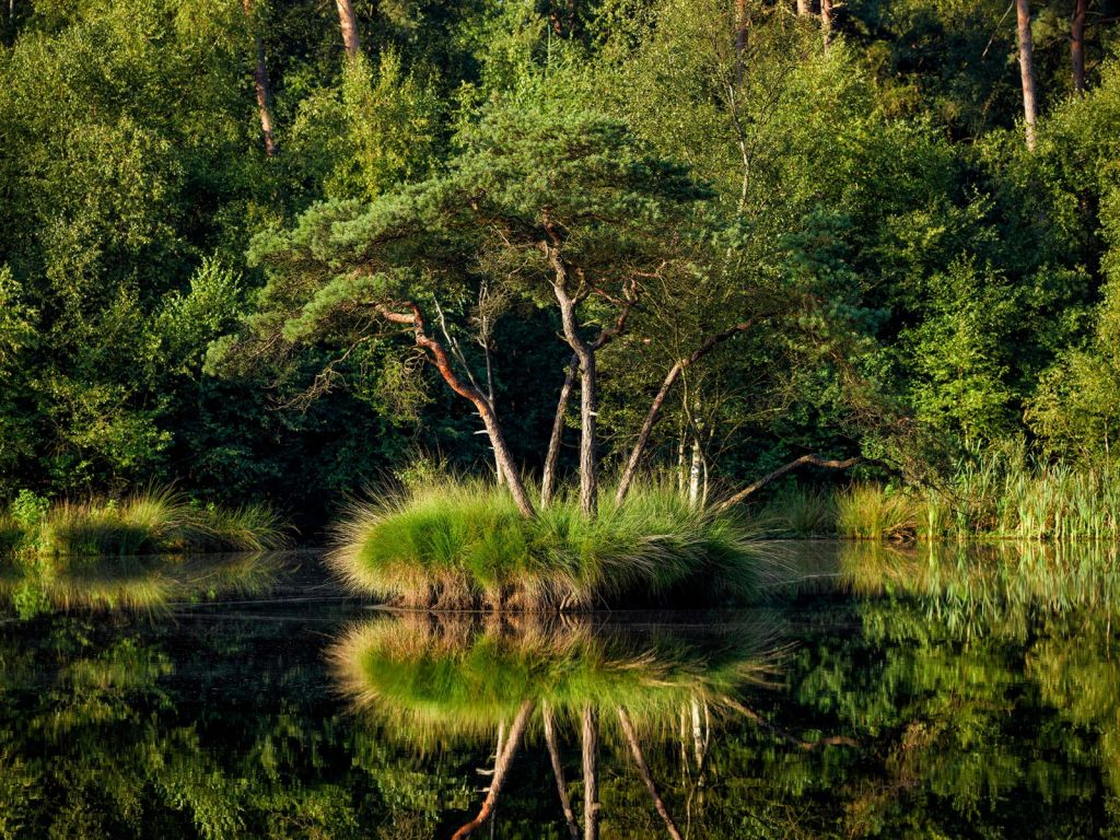 Island in forest lake