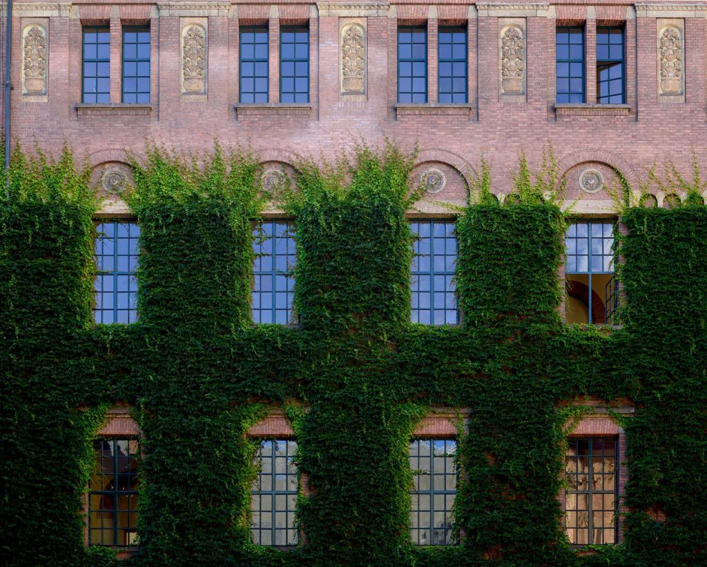Ivy on a wall