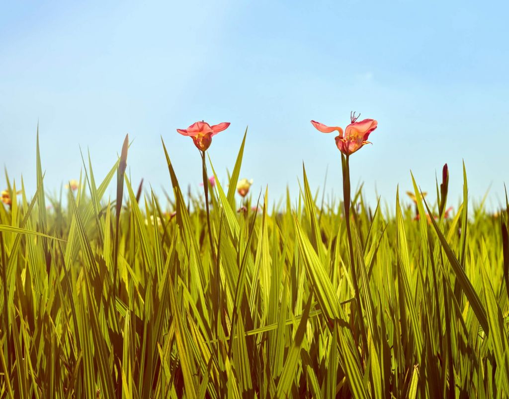 Flower field