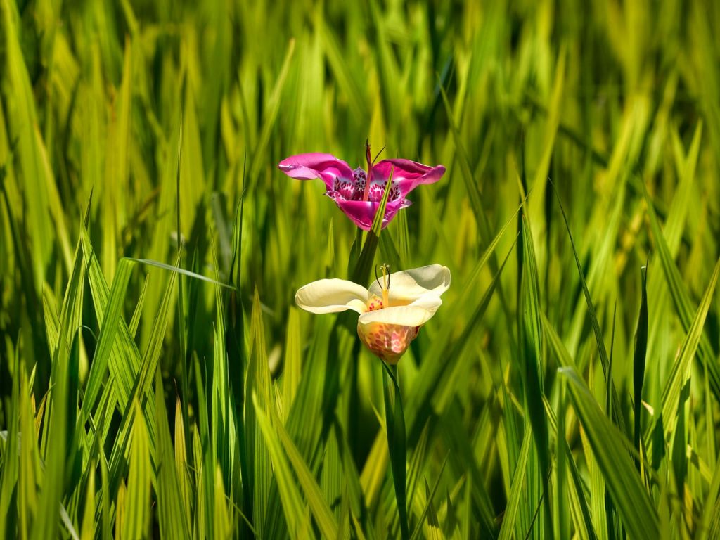 Tiger Flowers