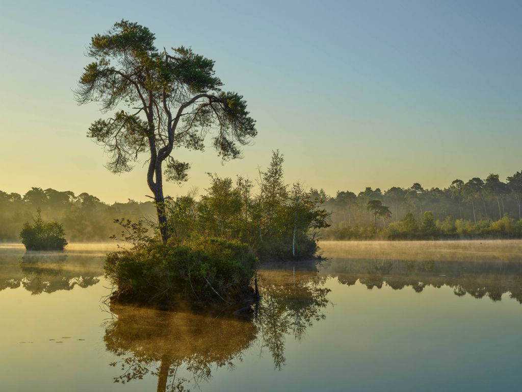 Morning mist