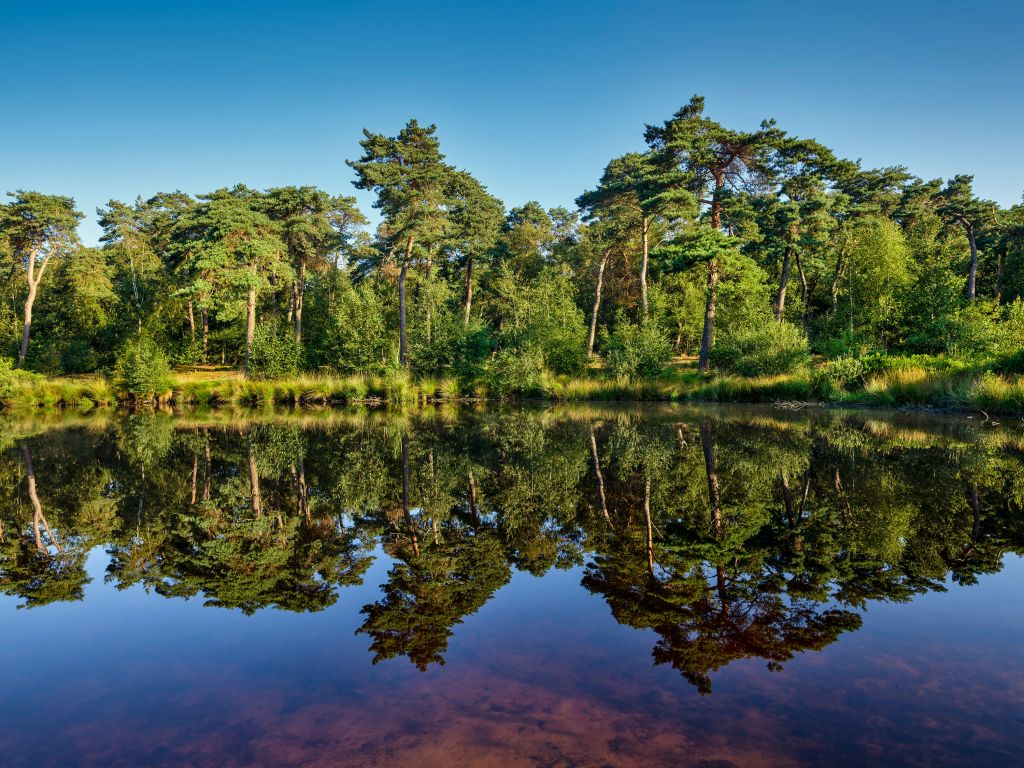 Reflection in woodland marsh