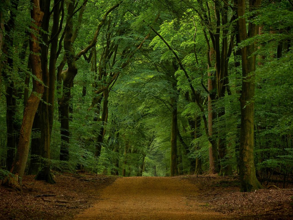 Road through the forest