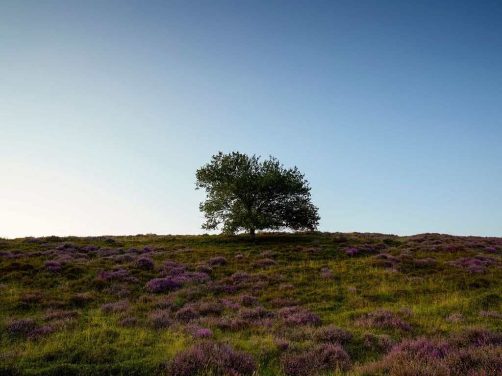 Tree on the heathland