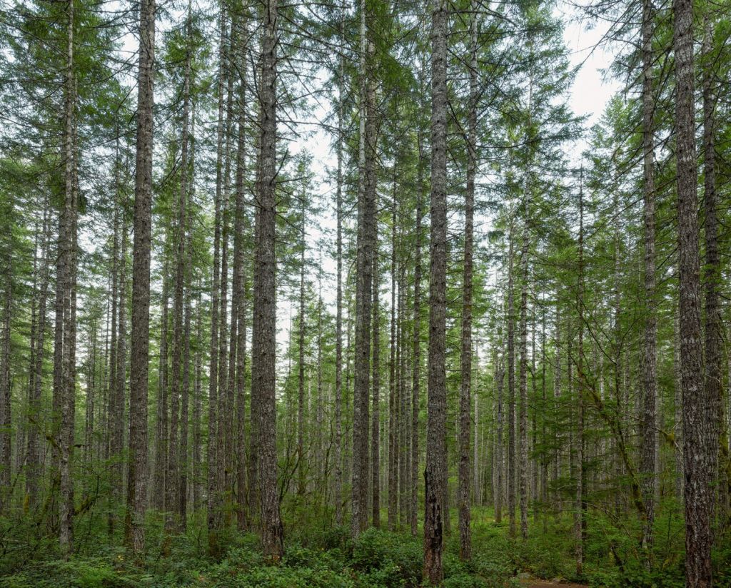 High straight trees