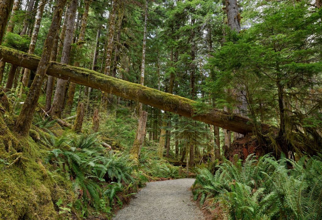 Fallen tree