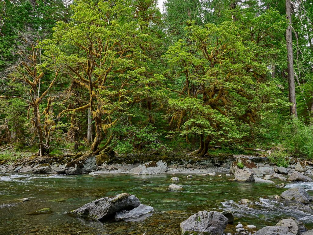 River with trees