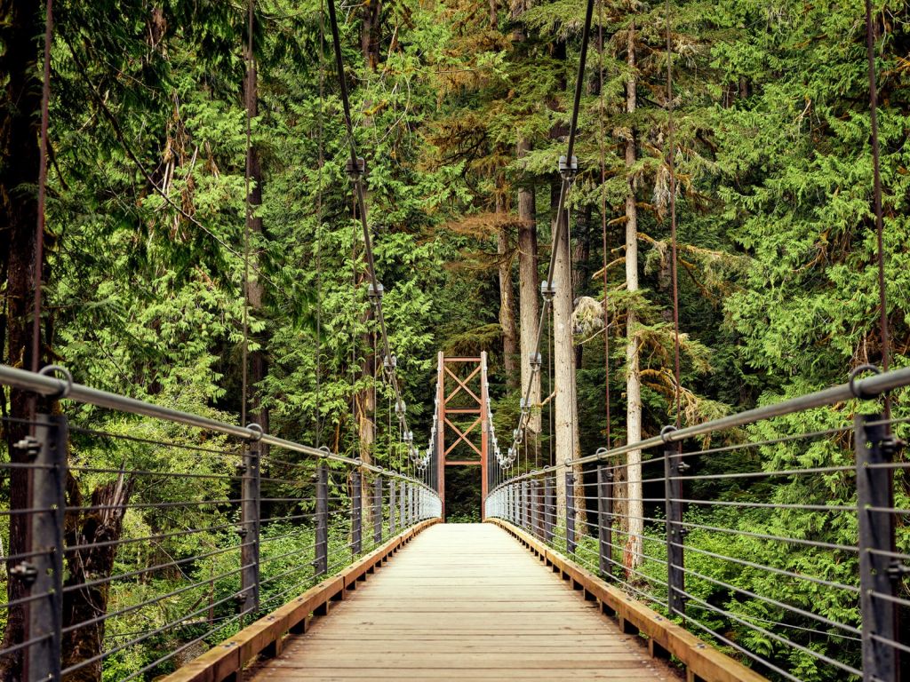 Bridge through the forest