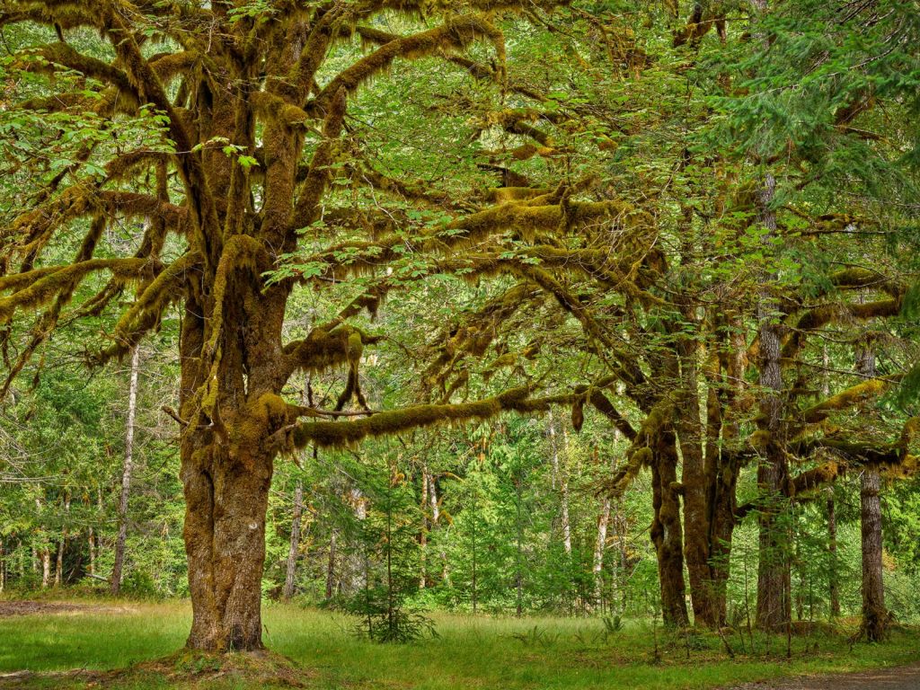 Two old trees 