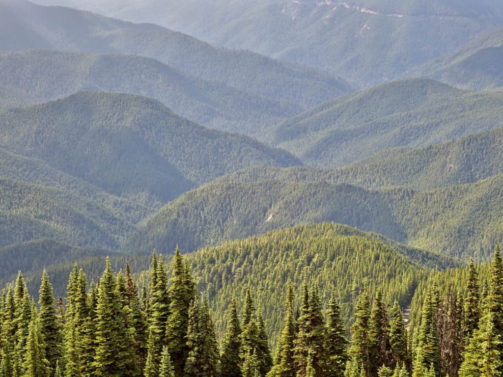 Mountains with trees 