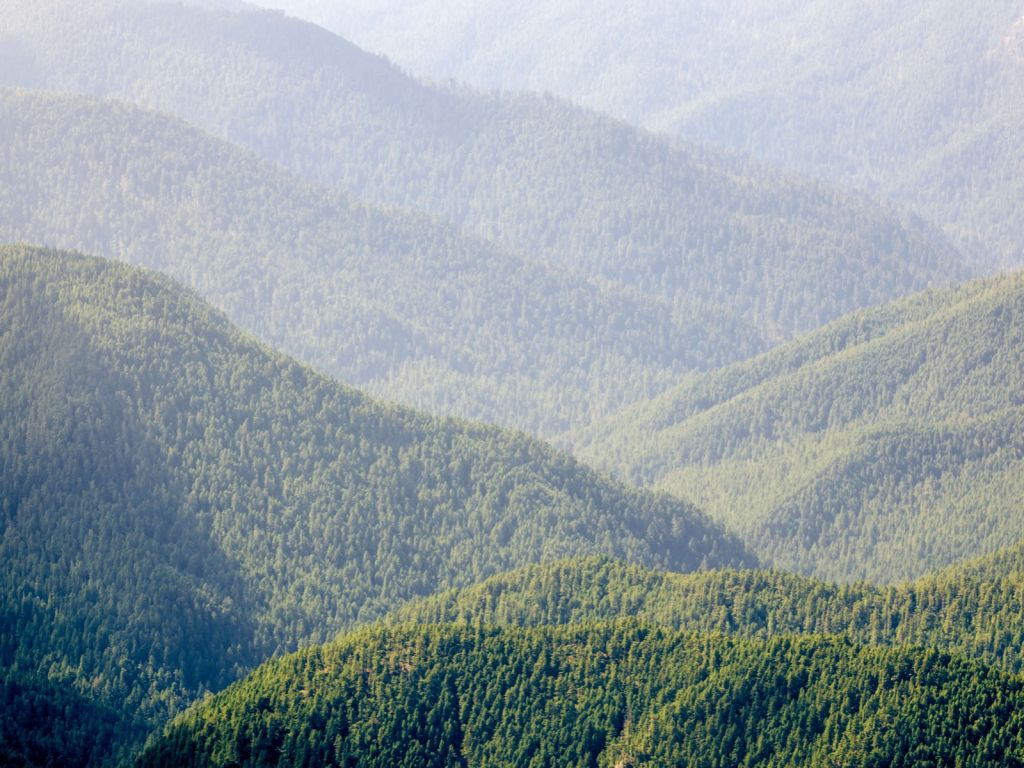 Mountains with forest 