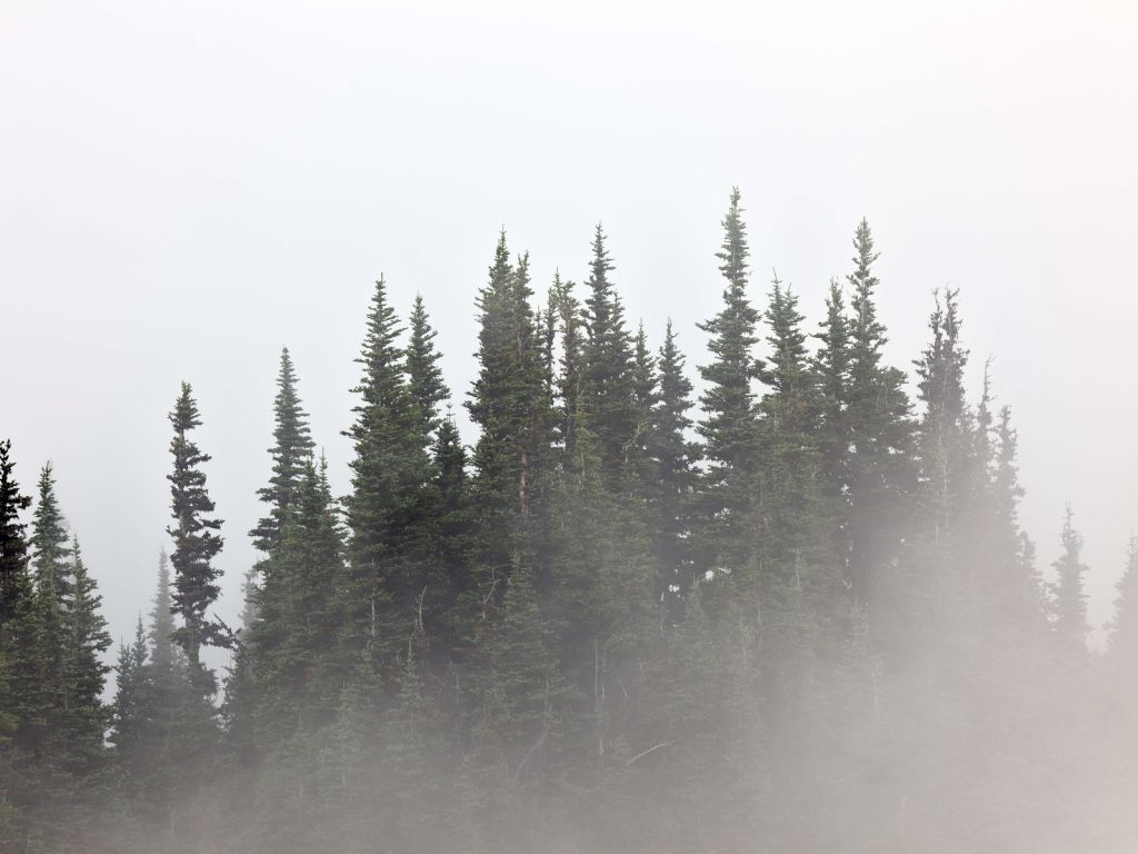 Trees in the fog