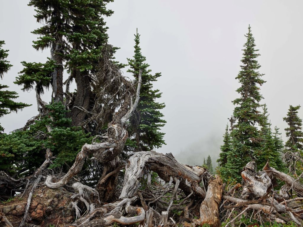 Trees and old trees