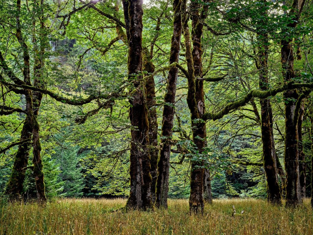 Trees with moss