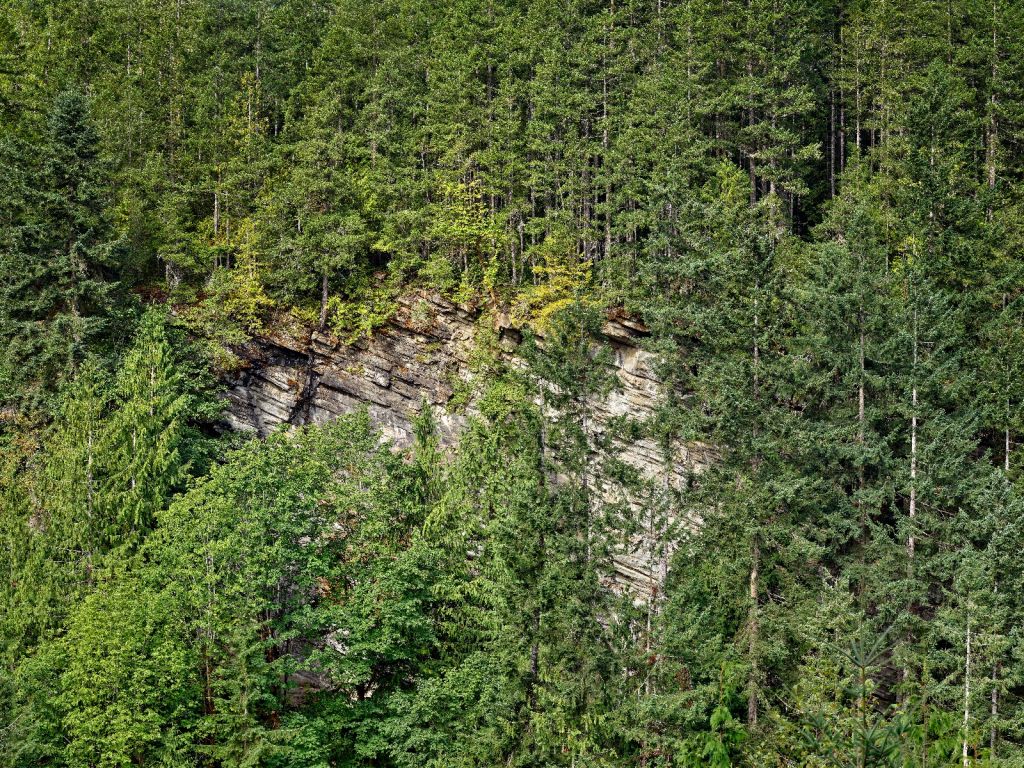Forest on rock face 