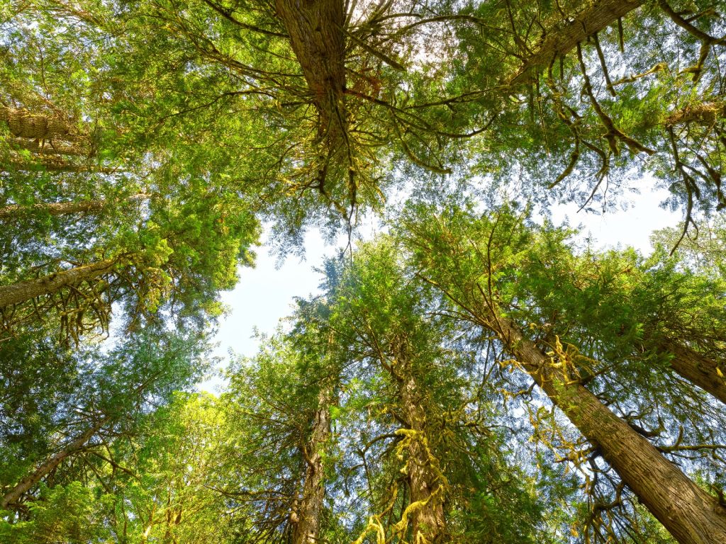 Trees and leaves