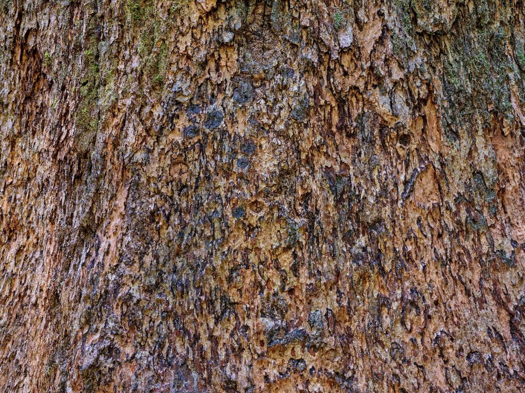 Tree bark brown 