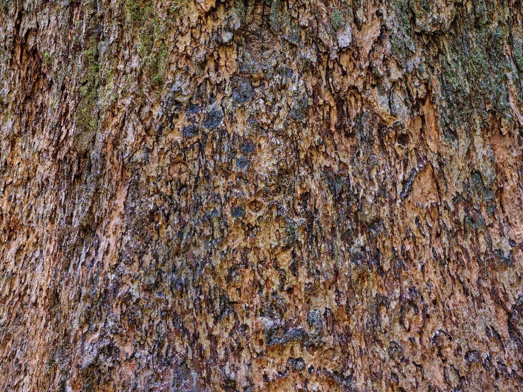 Tree bark brown 