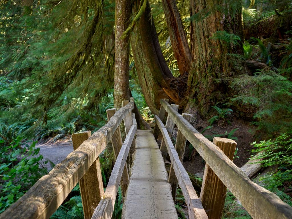 Wooden bridge through the forest