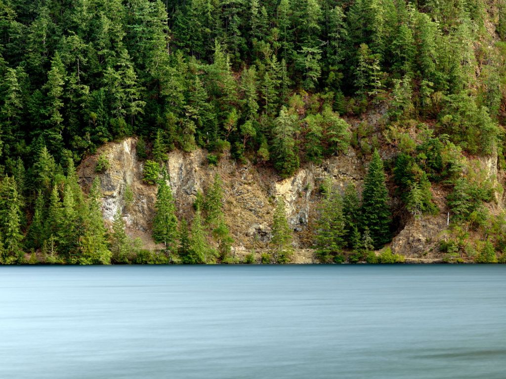 Trees on rock face 