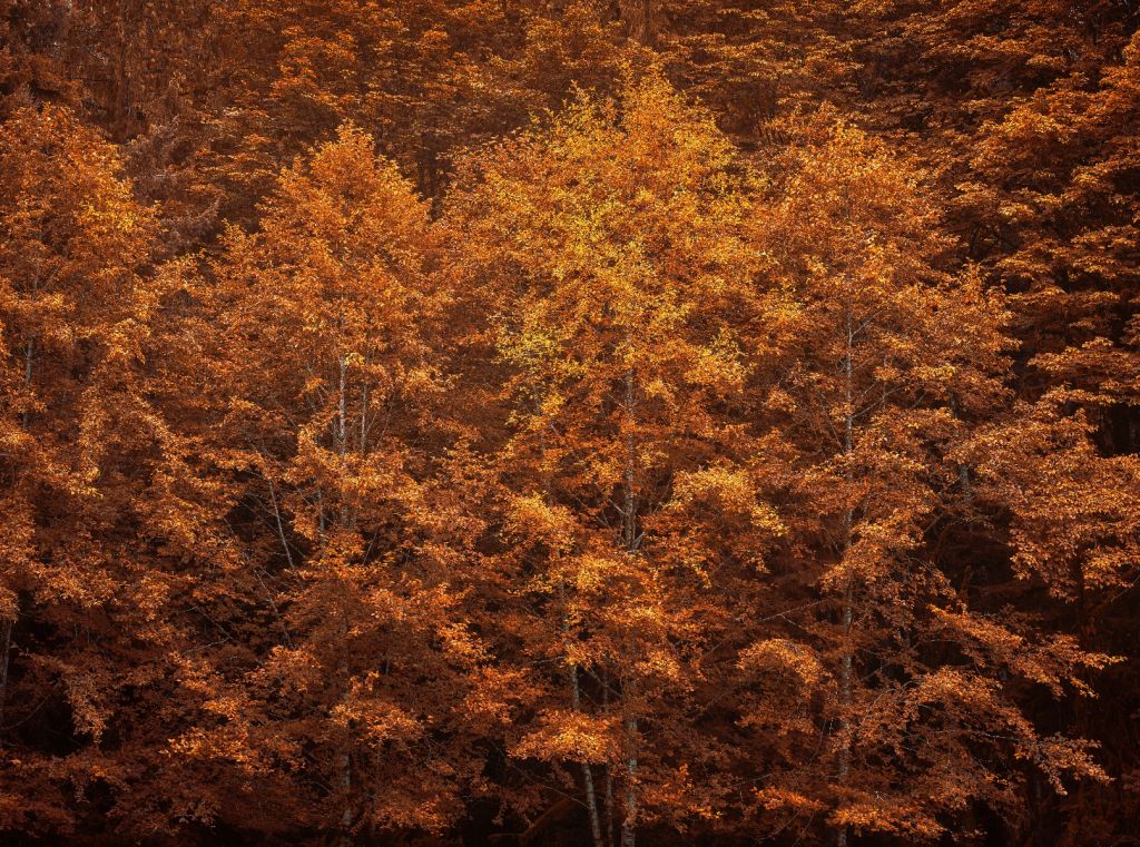Autumn colors 