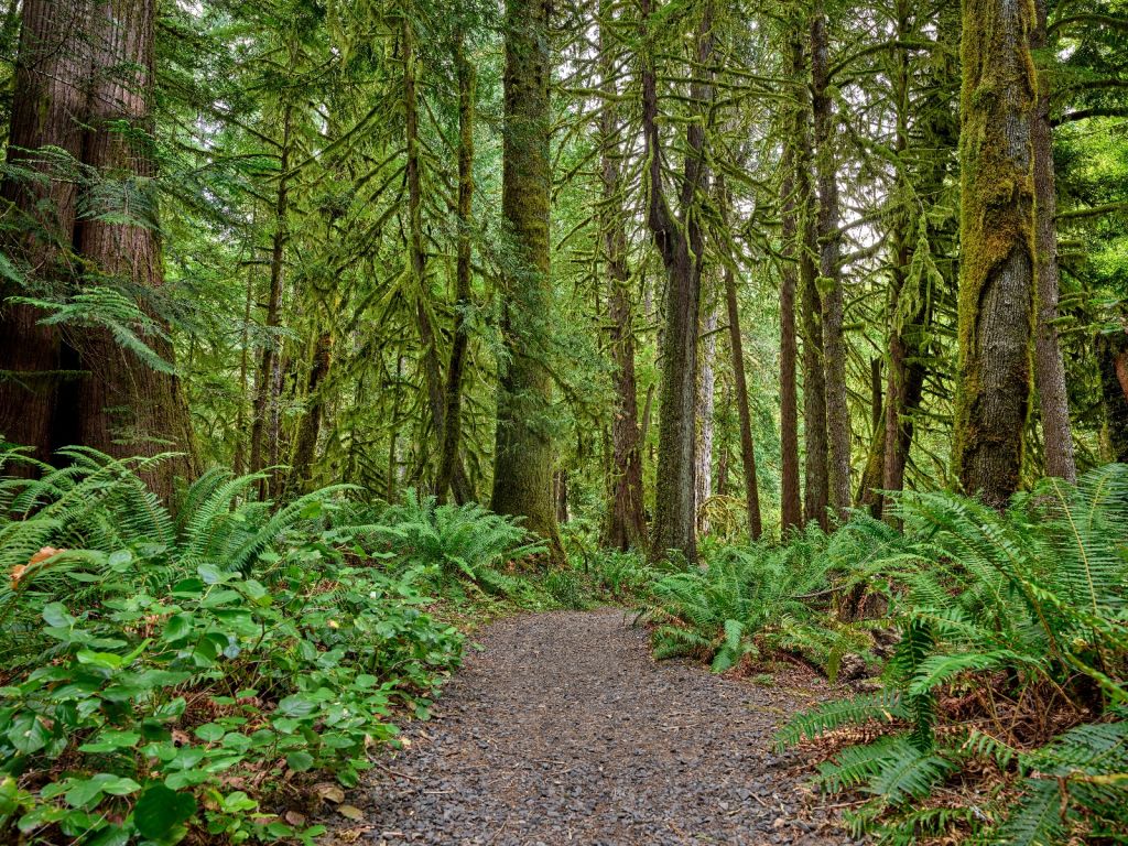 Path with stones through the forest