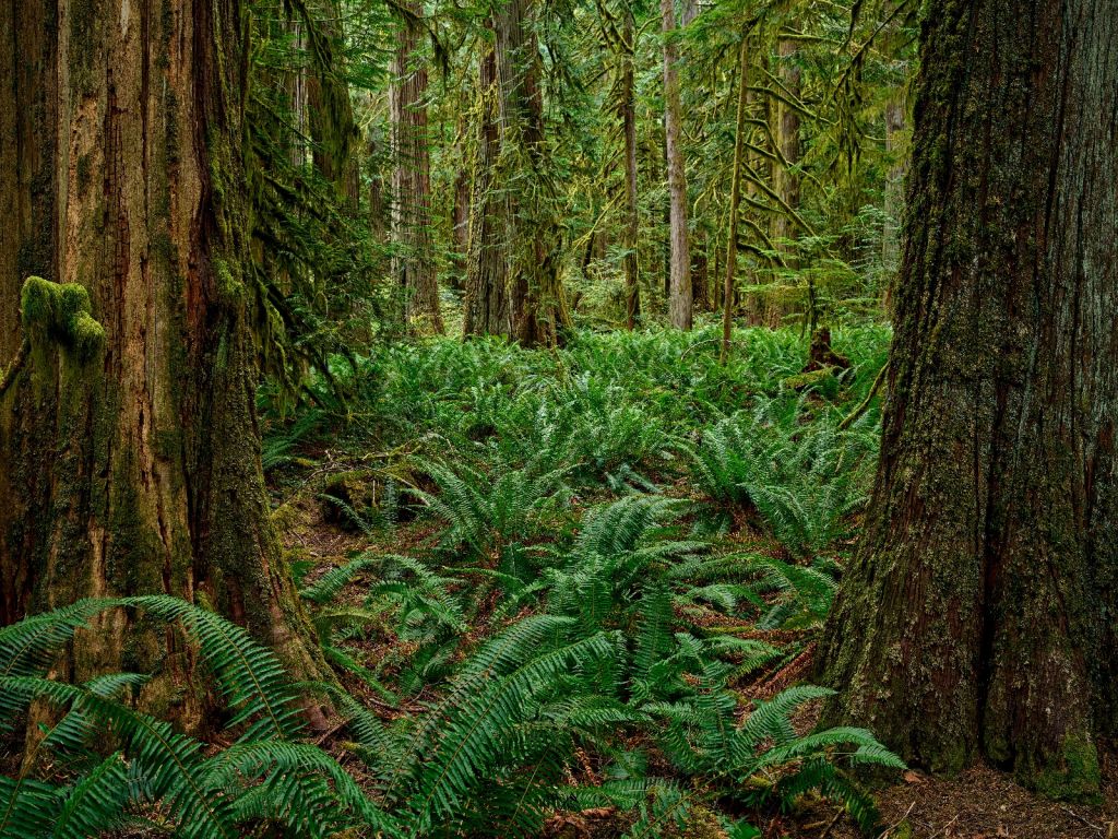 Ferns and trees 