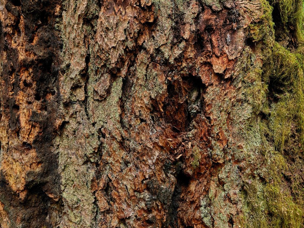 Tree bark old tree 