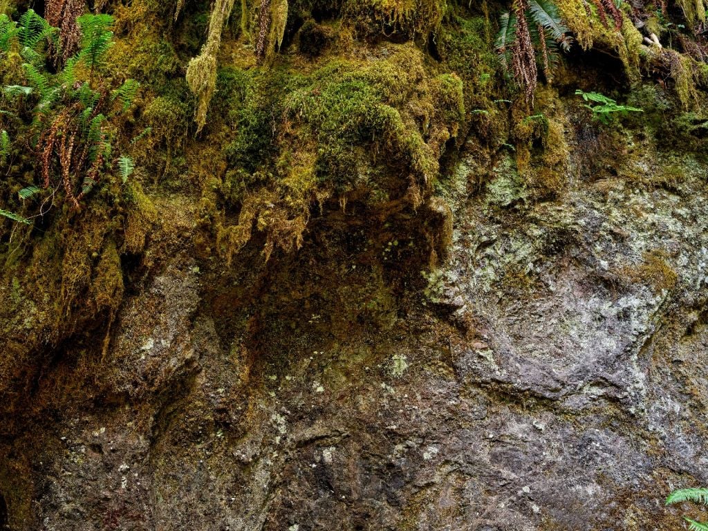 Rock, moss and ferns 
