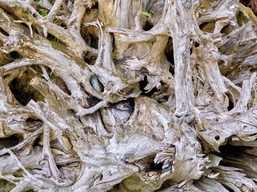 Tree roots 