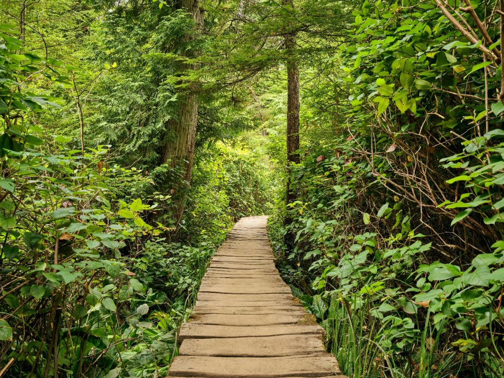 Wooden path through the green