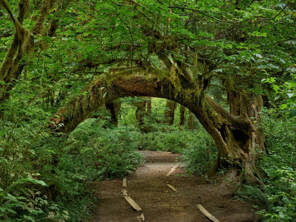 Tree in an arch