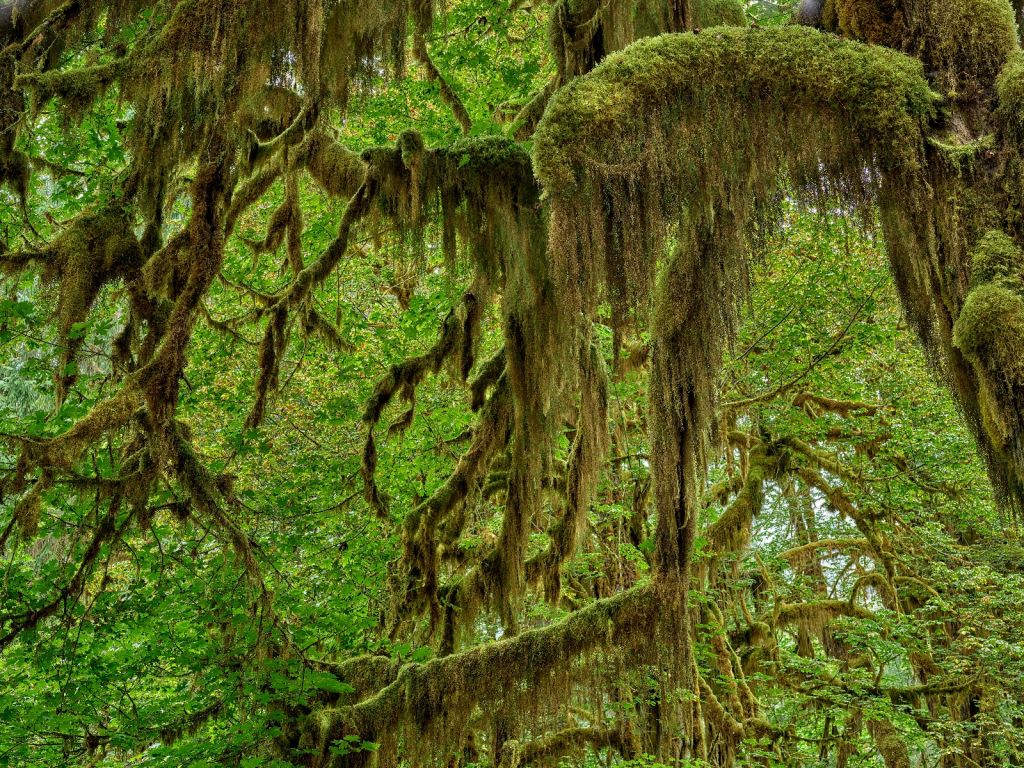 Moss on tree branches