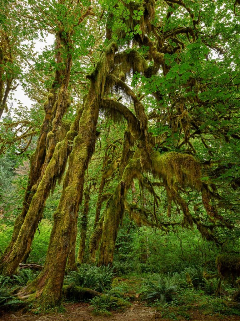 Moss on the trees